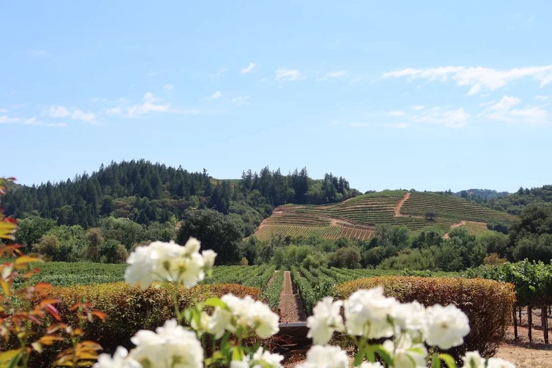 Napa-Sonoma Agro-Tourism Renaissance 2026
