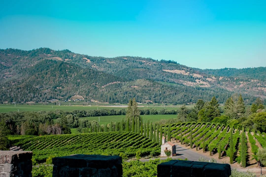 Calistoga Wine Festival 2026: Tech Trends & Market Insights