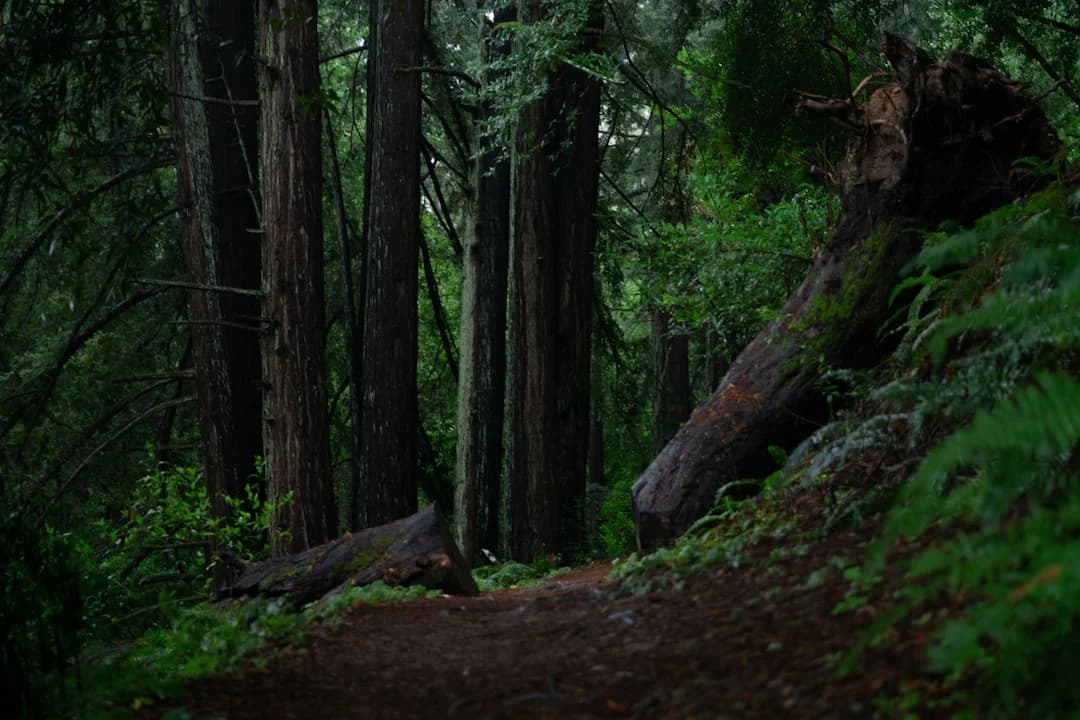 Cover Image for East Bay Trails Challenge 2026: How to Join