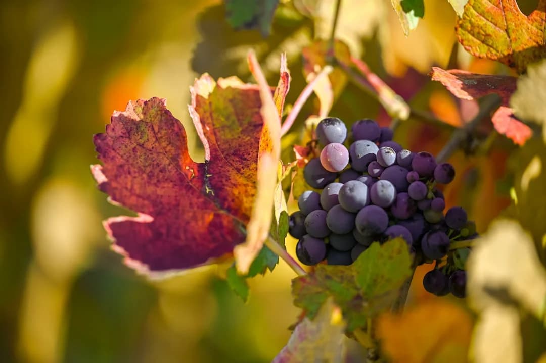 Cover Image for Napa-Sonoma Wine Glut 2026 Reshapes Bay Area Wine Scene
