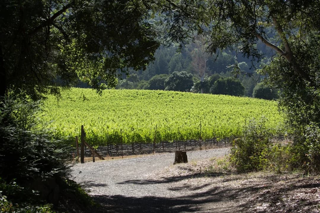 Cover Image for Napa-Sonoma Sustainable Travel 2026: Data Update