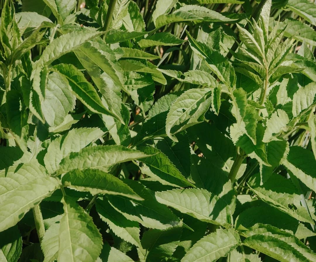 Cover Image for Cultivar Sausalito flagship opening February 2026